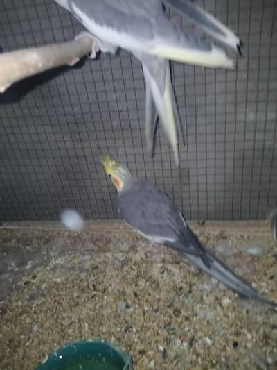 cocktail Male for sale