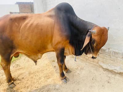 sahiwal breed