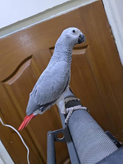 Grey female + raw hand tam + breeder pair + sun conure