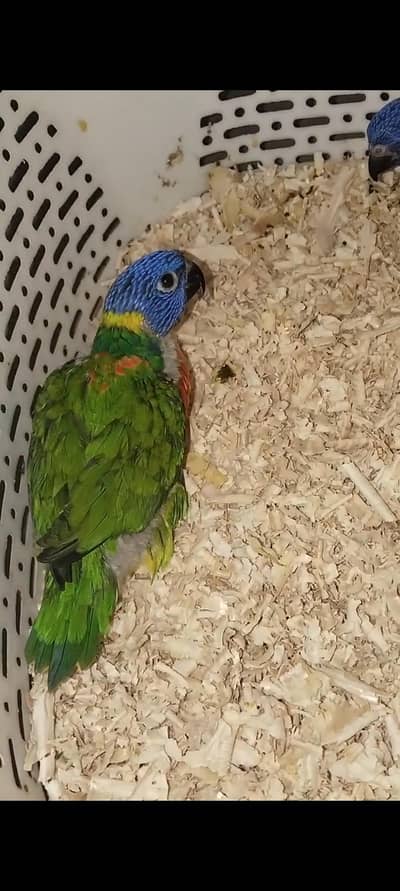 Rainbow lorie