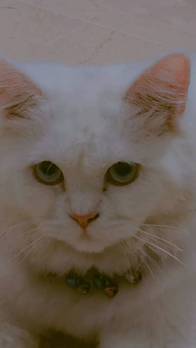 Persian cat