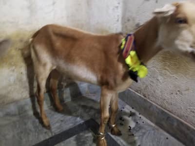 bakra
