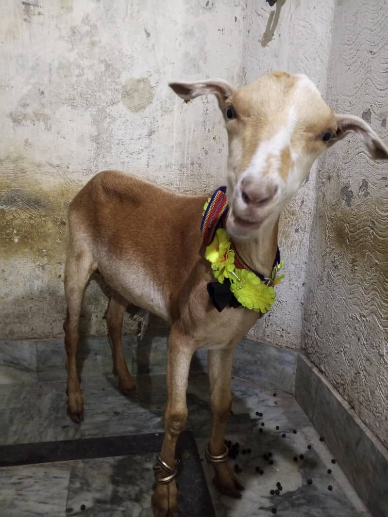 bakra 1