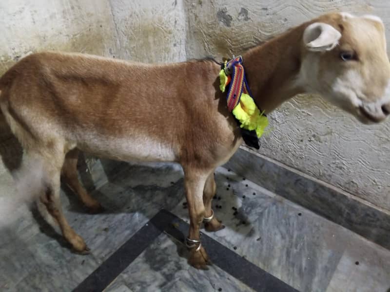 bakra 2