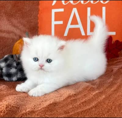 Persian Cat for sale My WhatsApp Number 03314189217 for sale