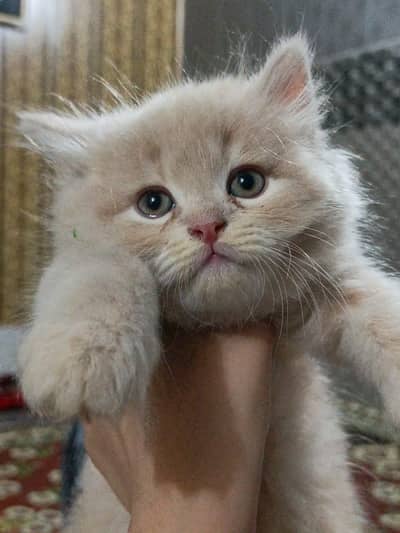 2 Male available
