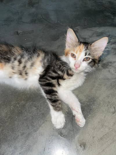 Persian Female Cat