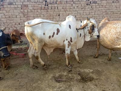bufflaos bilkul gulbai khubsurat
