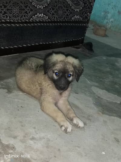 Full Active and Healthy puppy