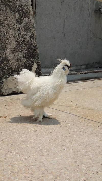 Silkie Male
