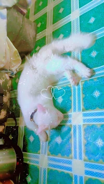 cute white cat