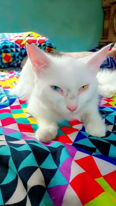 cute white cat
