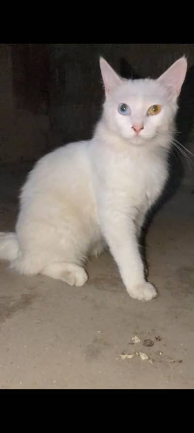 cute white cat with odd eyes