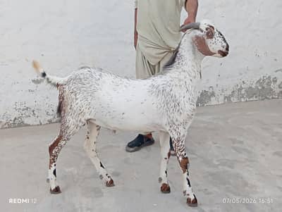 Qurbani k bakrey