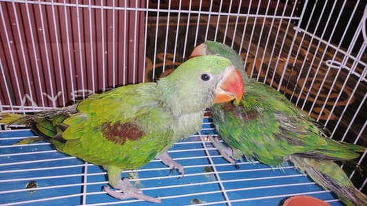 Looking For a New Shelter  03174495524