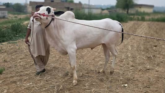 FATEHJHANGI BULL FOR SALE