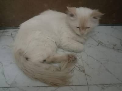 fully active Persian cat  bili