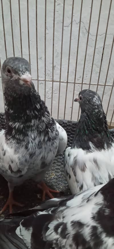 Teddy cross,Ram pari, Silkoti mix