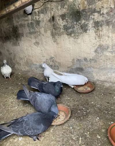 health and active  pigeons