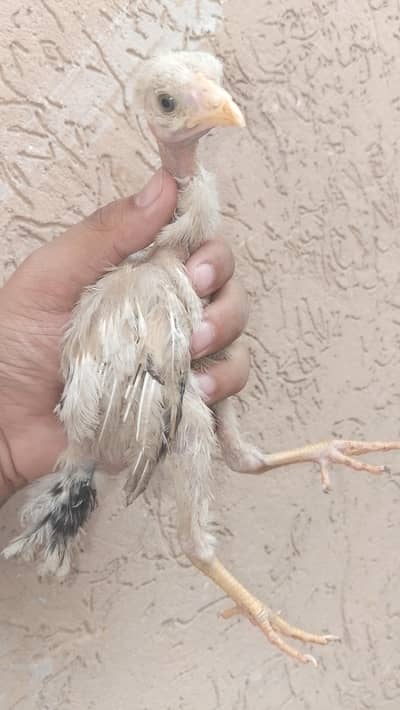 health active chicks for sale