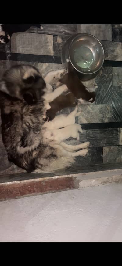 siberian husky