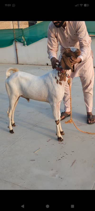Andu Bakray For Sale