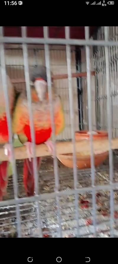 conure