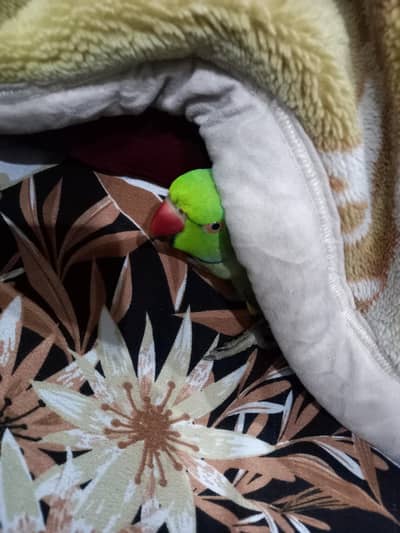 male parot ha talking b ha