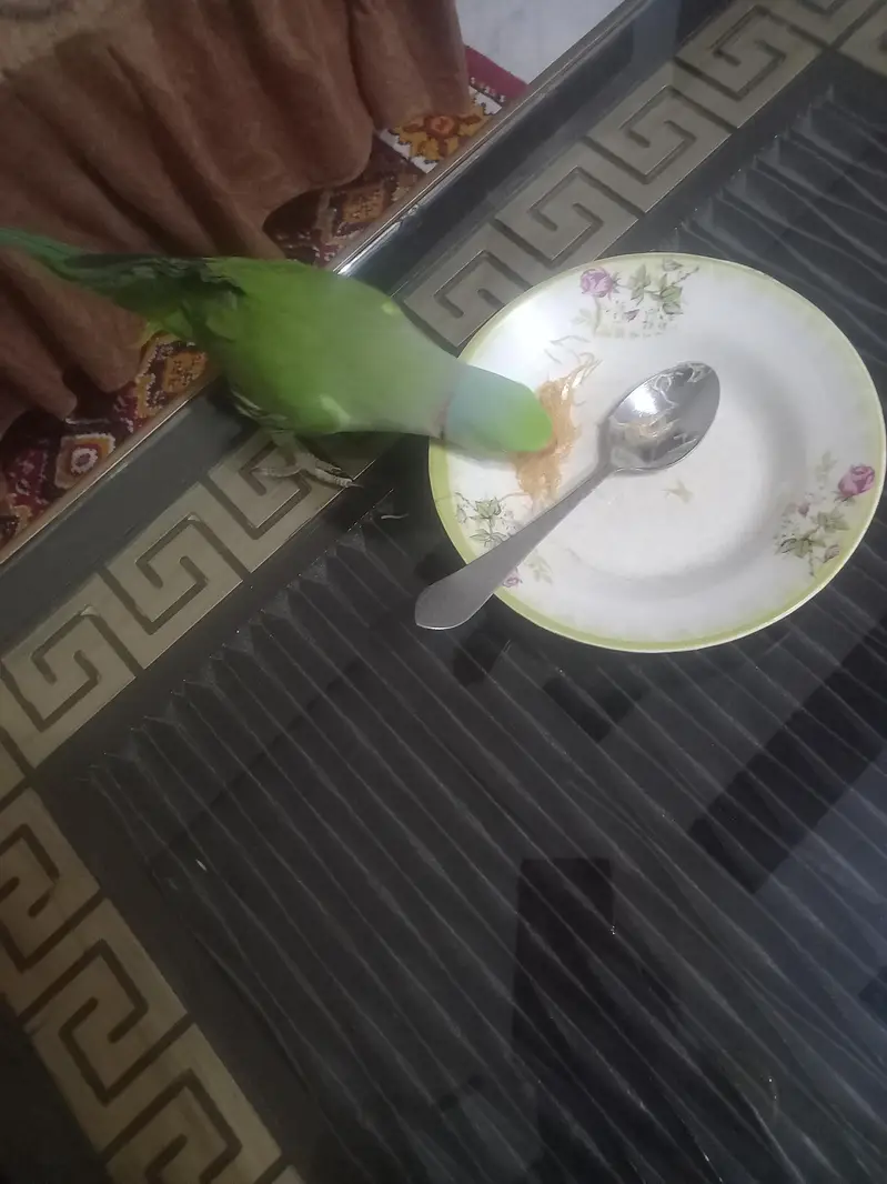 male parot ha talking b ha — photo 3