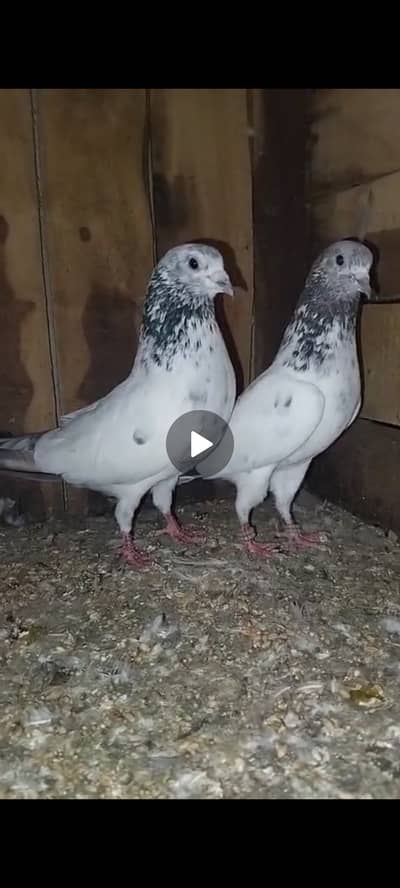 Sialkoti  Pair
