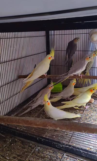 cocktail for sale