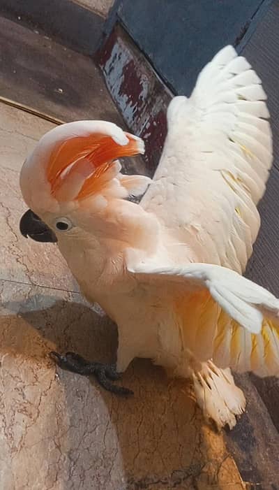 Moluccan Cockatoo