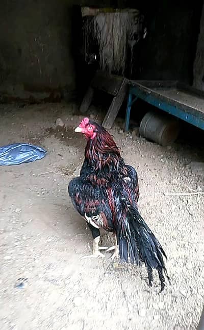 Nayyab Aseel