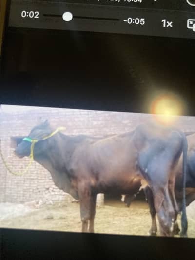 قربانی بچھڑے 900 روپے کلو بھلوال دار ارقم سکول کے نزدیک رابطہ: 030279