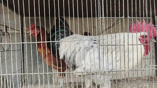 Hens and Roosters home breeded for sale