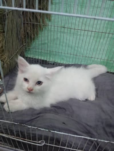 Persian triple cout for sale