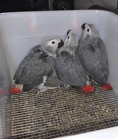 Grey parrot near to self chicks