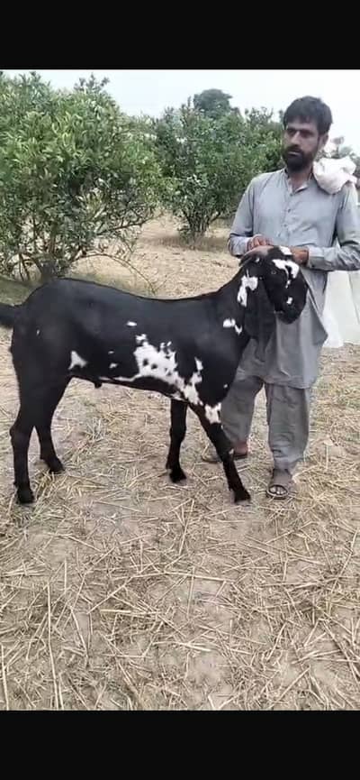Pure desi house kept goats with best diet