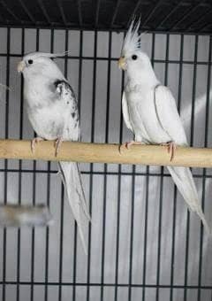 cocktail breeder with egg and box