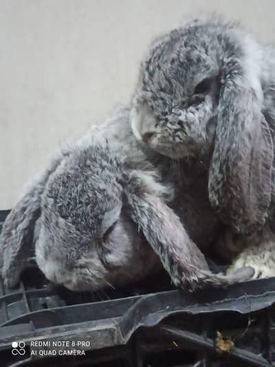 German loop bunnies available at karachi rabbit farm 03120844159