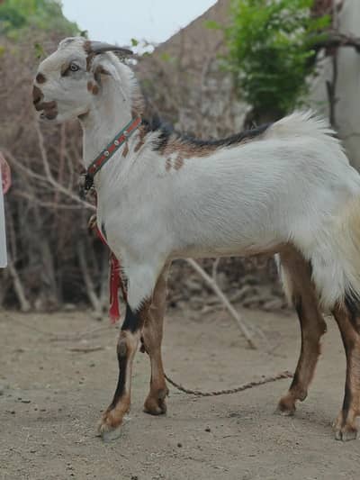 Donda Bakra Goat For Sale Eid
