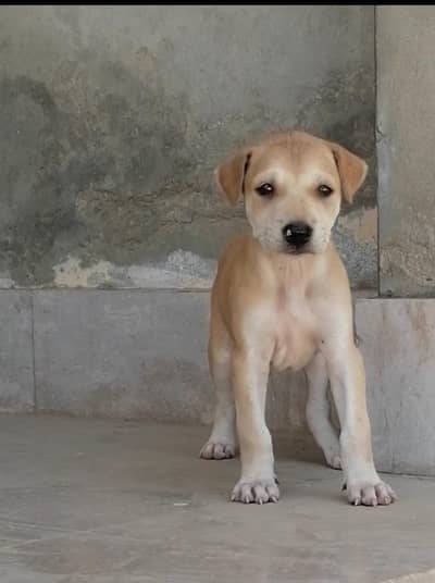 bully female puppy'