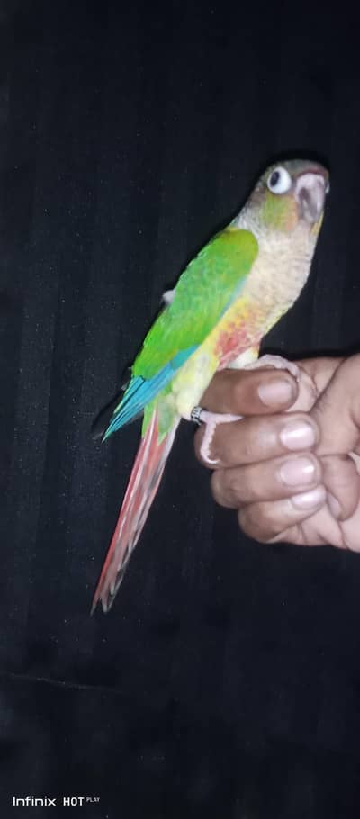 Green Chik Conure