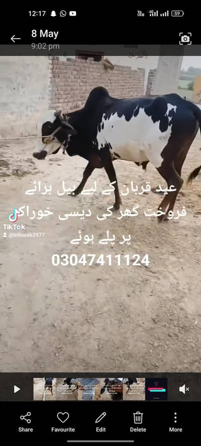 Qurbani Bull for Sale