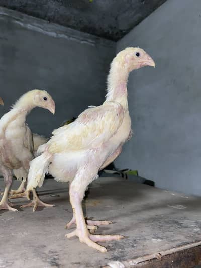 White o shamu chicks or heera aseel chicks for sale