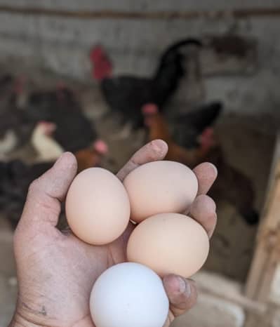 Desi eggs (03444608899)