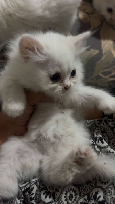5 Persian Kittens