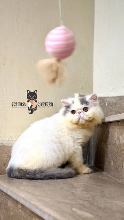 Peke Van Male
