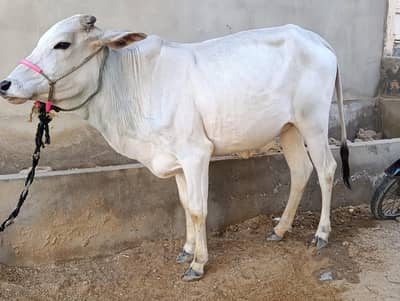 2dant Bachiya, Qurbani 2026