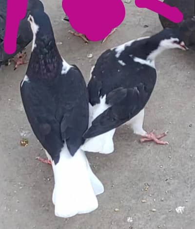 2 Pairs Pigeon For Sale Exchange With Aseel